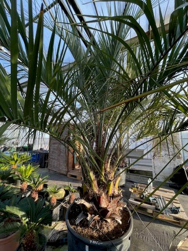 Butia capitata