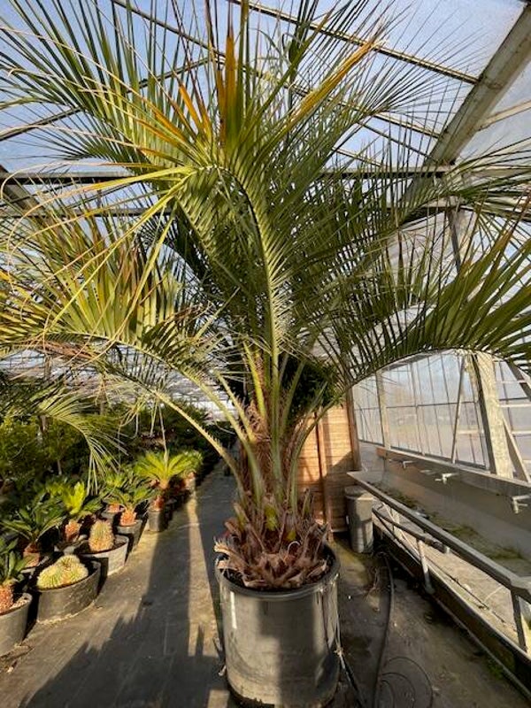 Butia capitata