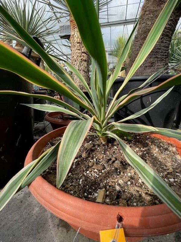 Yucca gloriosa variegata