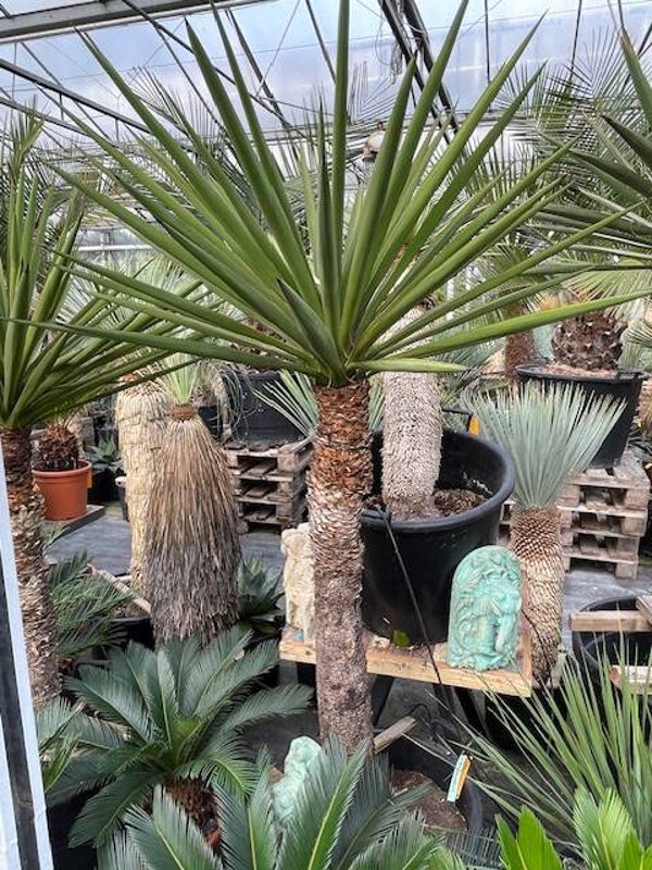 Yucca treculeana