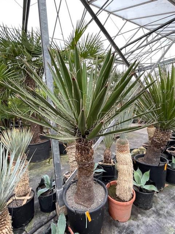 Yucca carnerosana
