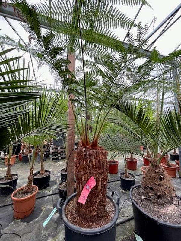 Dicksonia antarctica