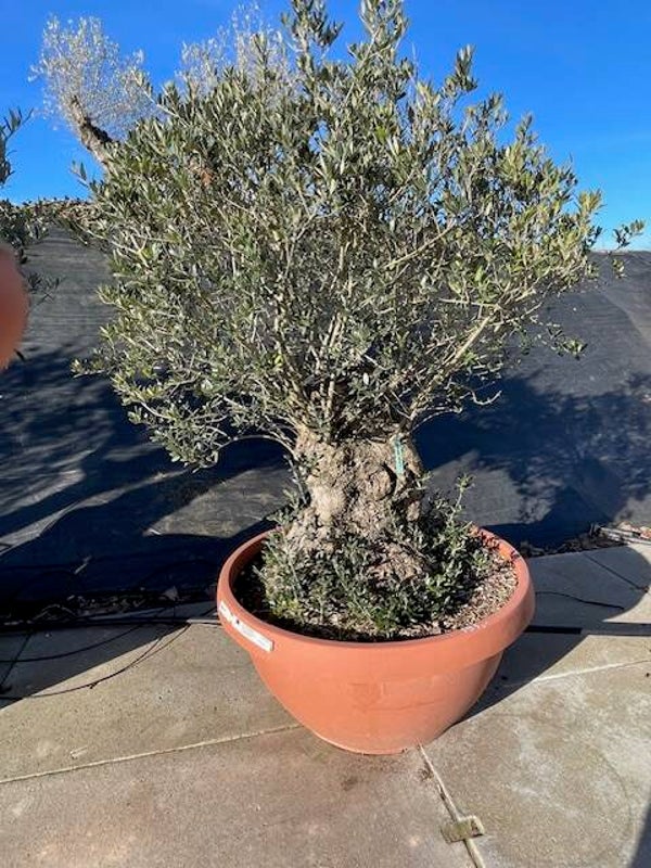 Olea Europaea