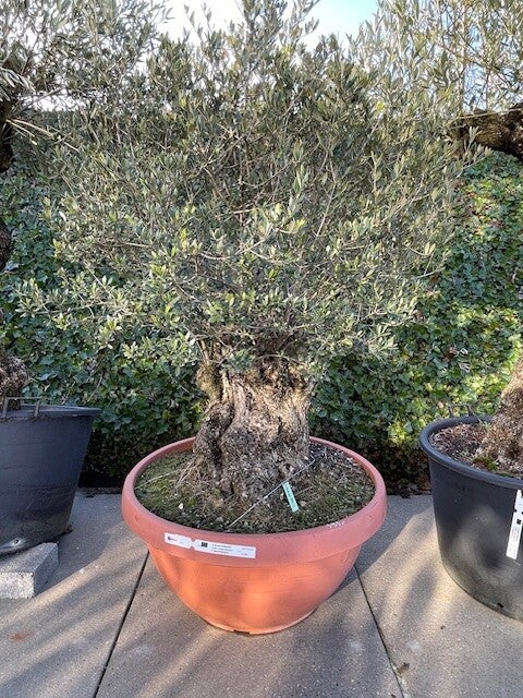 Olea Europaea