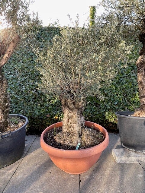 Olea Europaea
