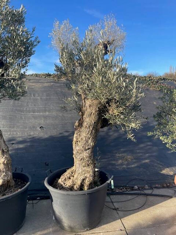 Olea Europaea