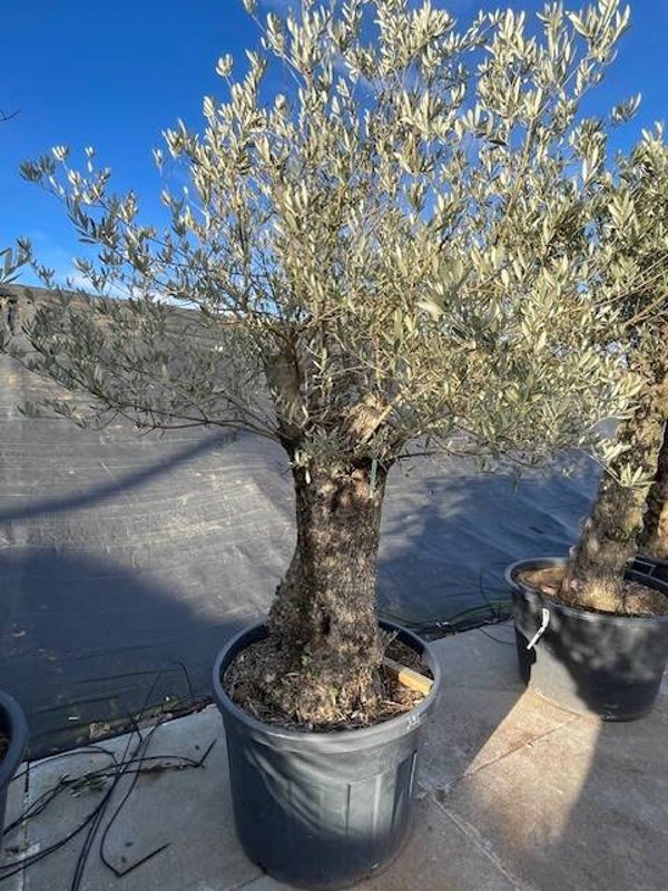 Olea Europaea