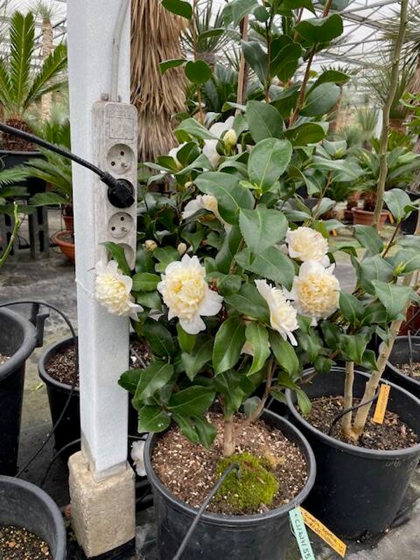 Camelia japonica (Japanse roos) - brushfield's yellow