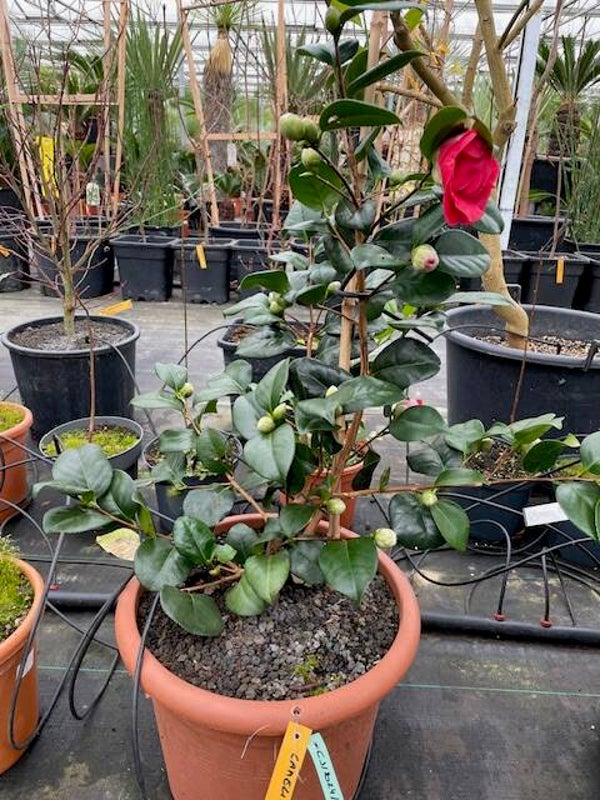 Camelia japonica (Japanse roos) - Lady Campbell