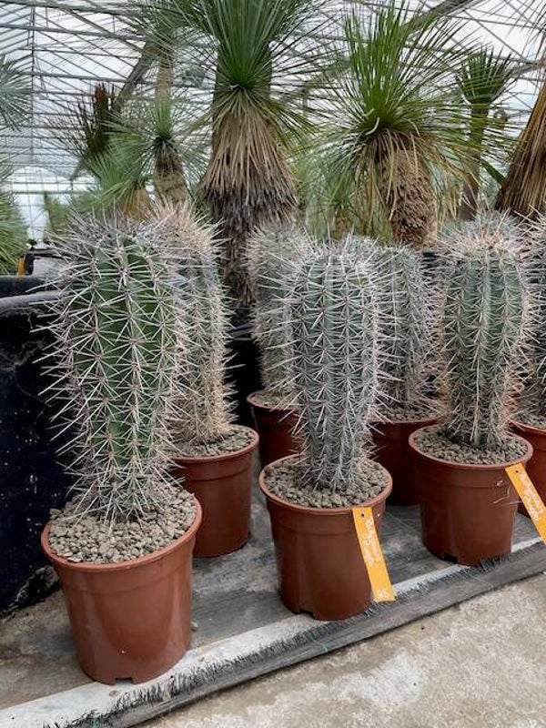 Pachycereus Pringlei