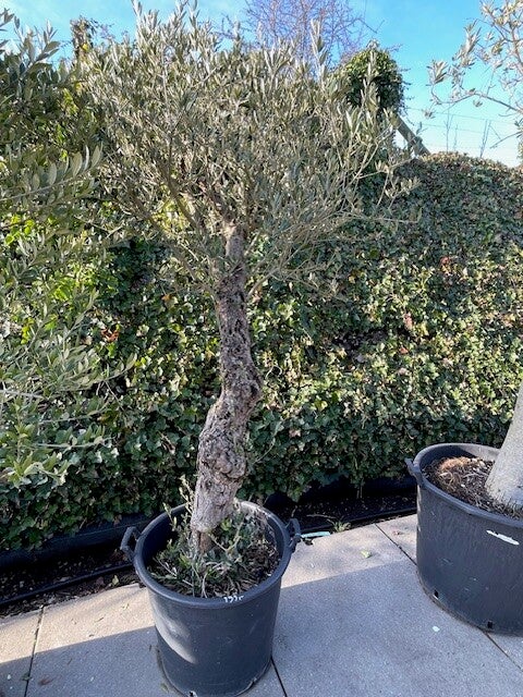 Olea Europaea
