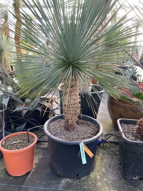 Yucca linearifolia