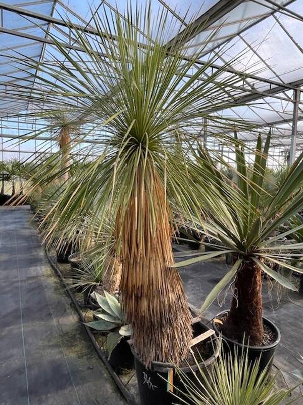 Yucca linearifolia
