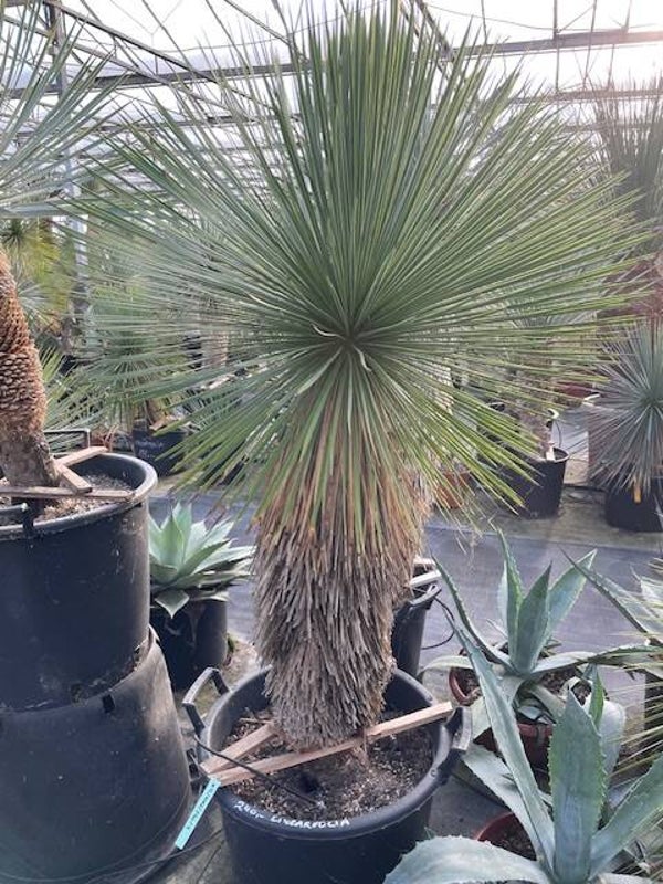 Yucca linearifolia