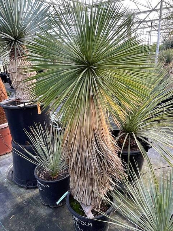Yucca linearifolia