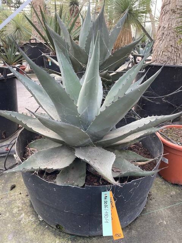 Agave Havardiana