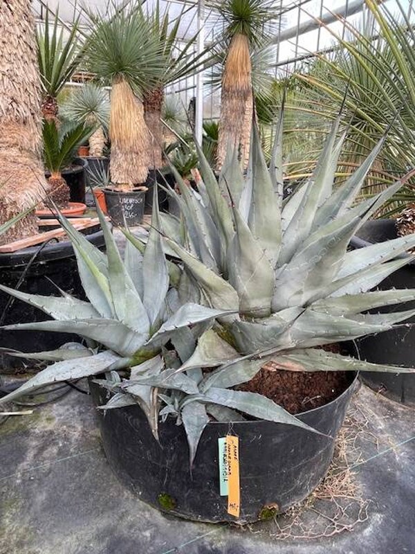 Agave Havardiana