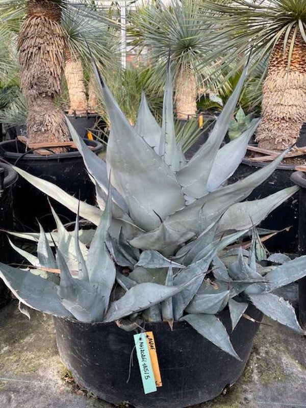Agave Havardiana