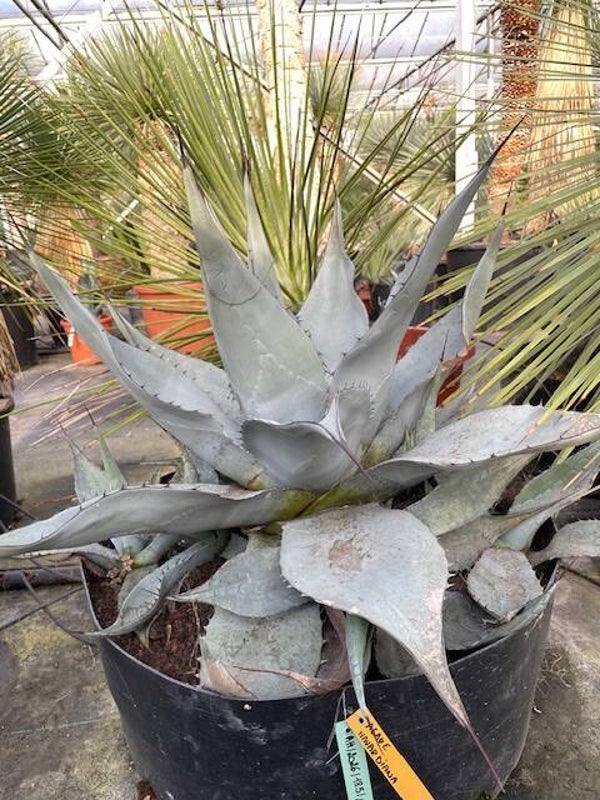 Agave Havardiana