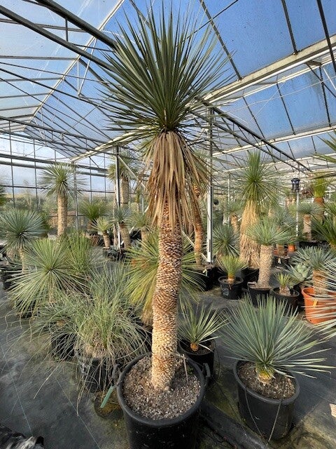 Yucca thompsoniana