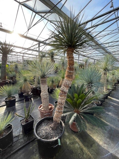 Yucca thompsoniana