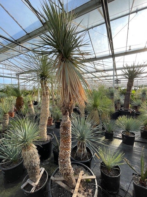 Yucca thompsoniana (multihead)