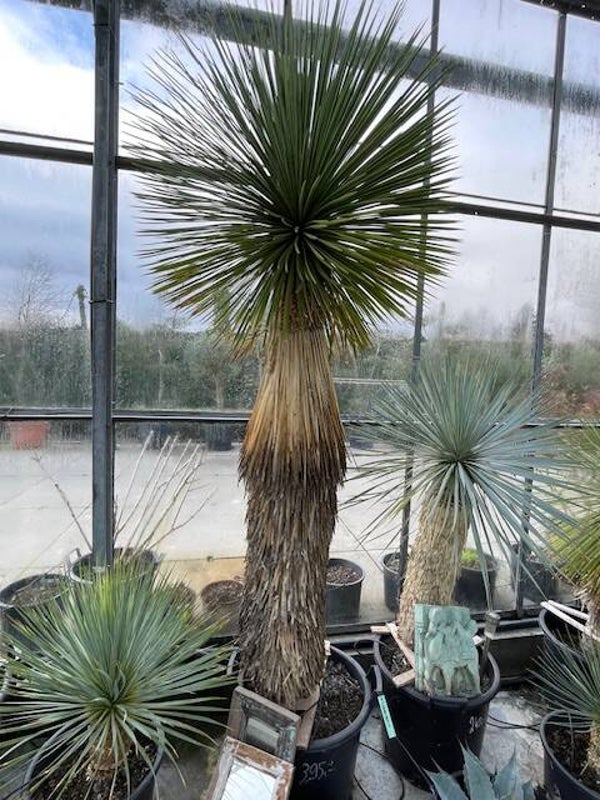 Yucca linearifolia