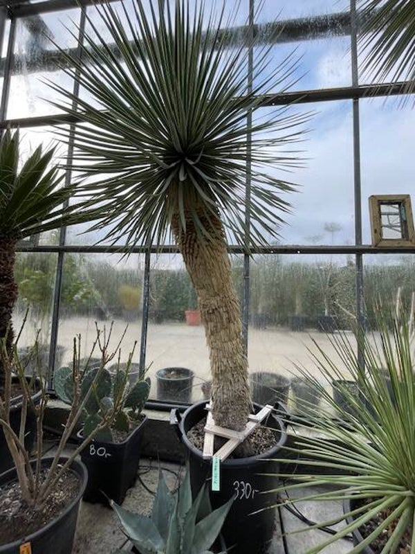 Yucca rostrata - stam 105 cm