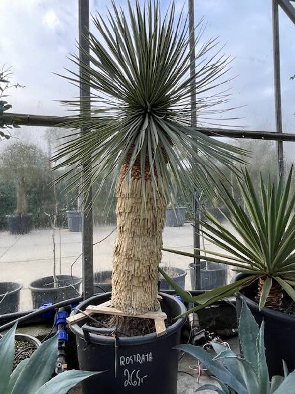 Yucca rostrata - stam 80 cm