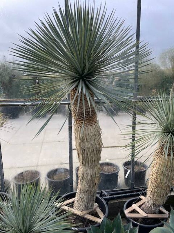 Yucca rostrata - stam 110 cm