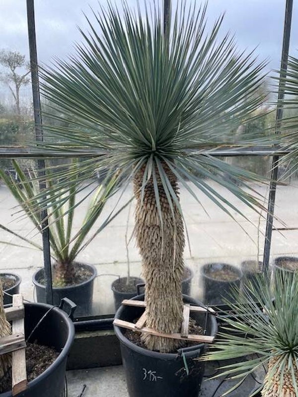 Yucca rostrata - stam 100 cm
