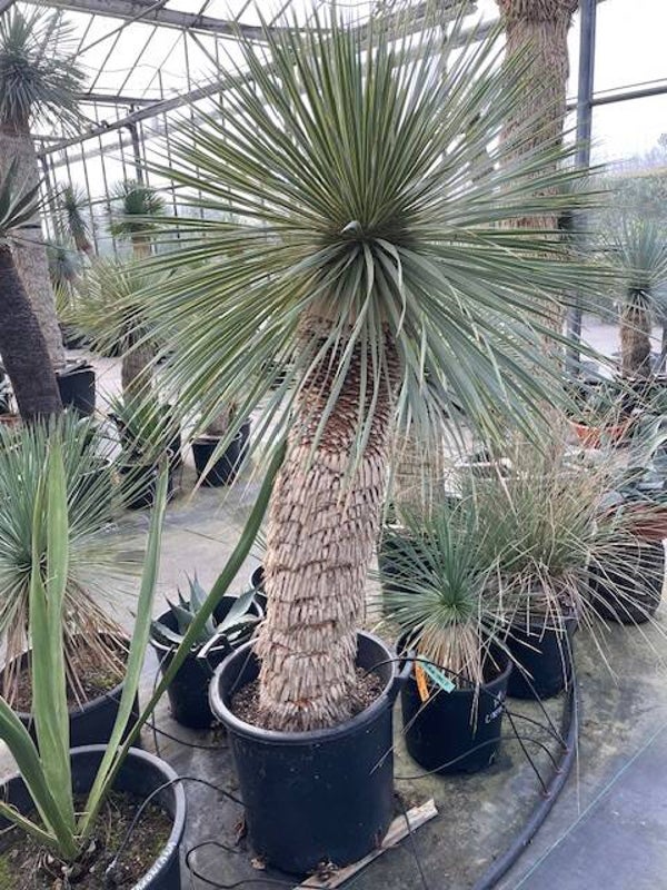 Yucca rostrata - stam 105 cm