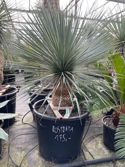 Yucca rostrata - stam 35 cm