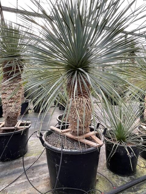 Yucca rostrata - stam 55 cm