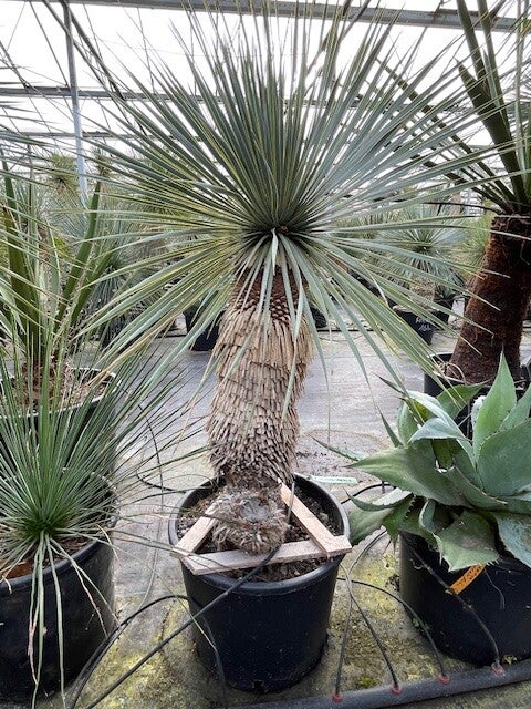 Yucca rostrata - stam 55 cm