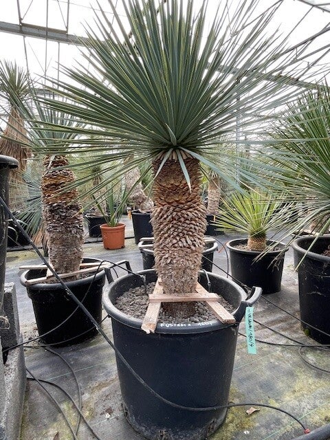 Yucca rostrata - stam 55 cm