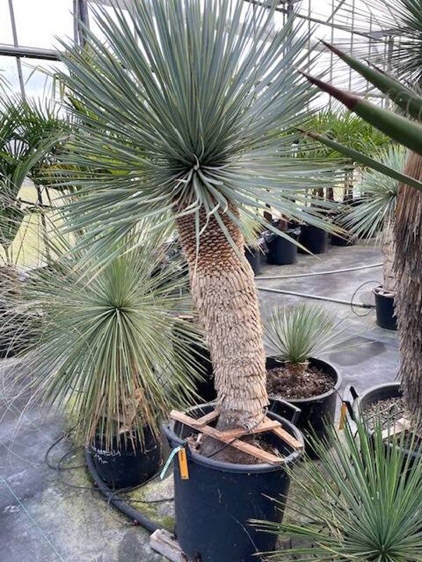 Yucca rostrata - stam 95 cm