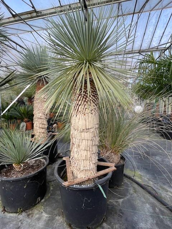Yucca rostrata - stam 90 cm