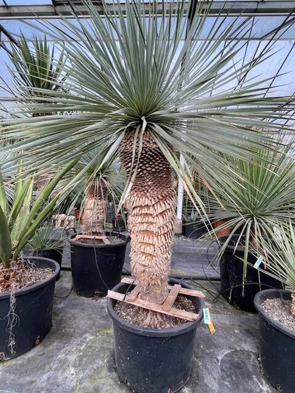 Yucca rostrata - stam 80 cm