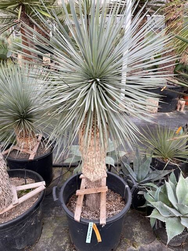 Yucca rostrata - stam 75 cm