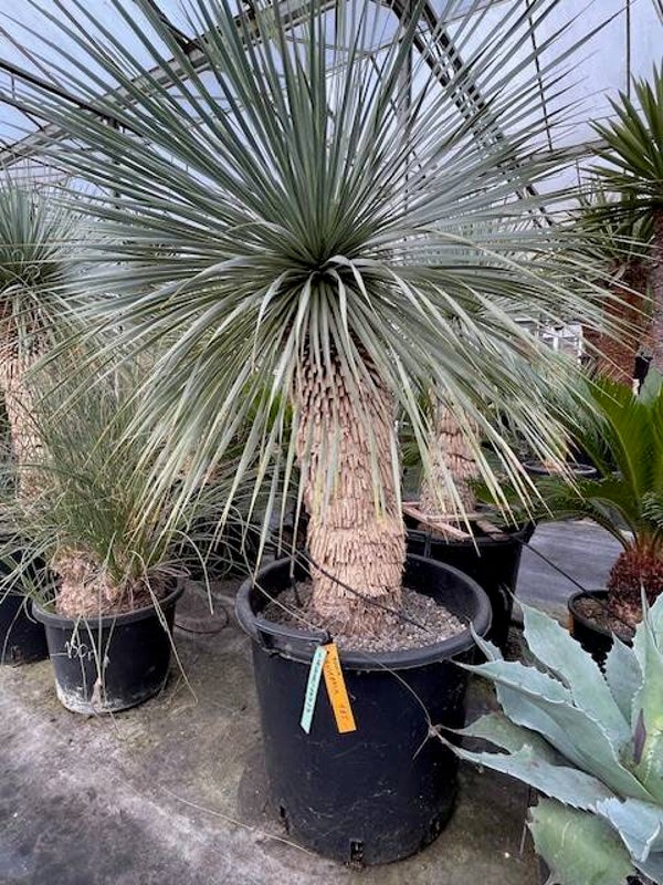 Yucca rostrata - stam 65 cm