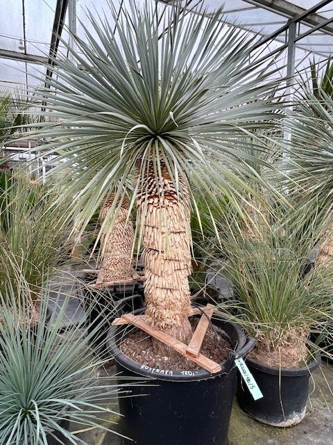 Yucca rostrata - stam 70 cm