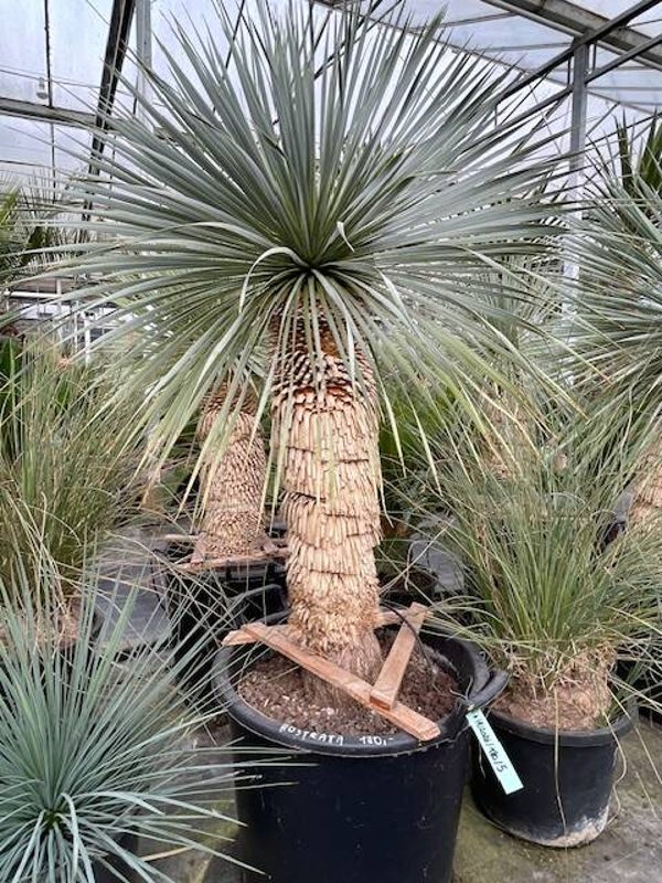 Yucca rostrata - stam 70 cm