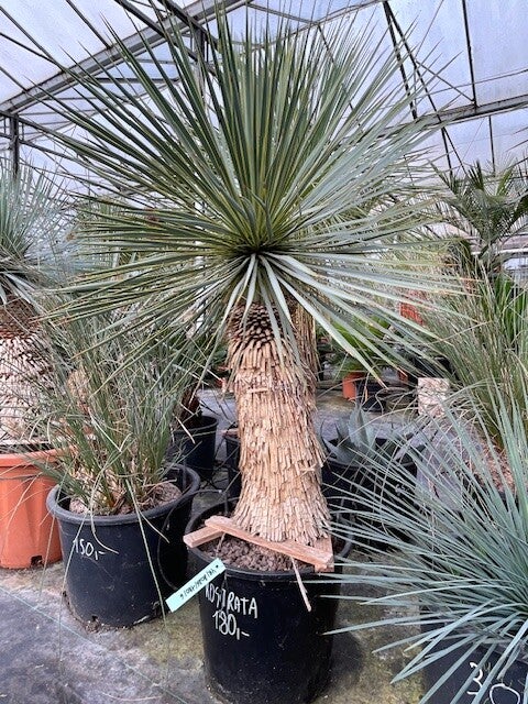 Yucca rostrata - stam 60 cm