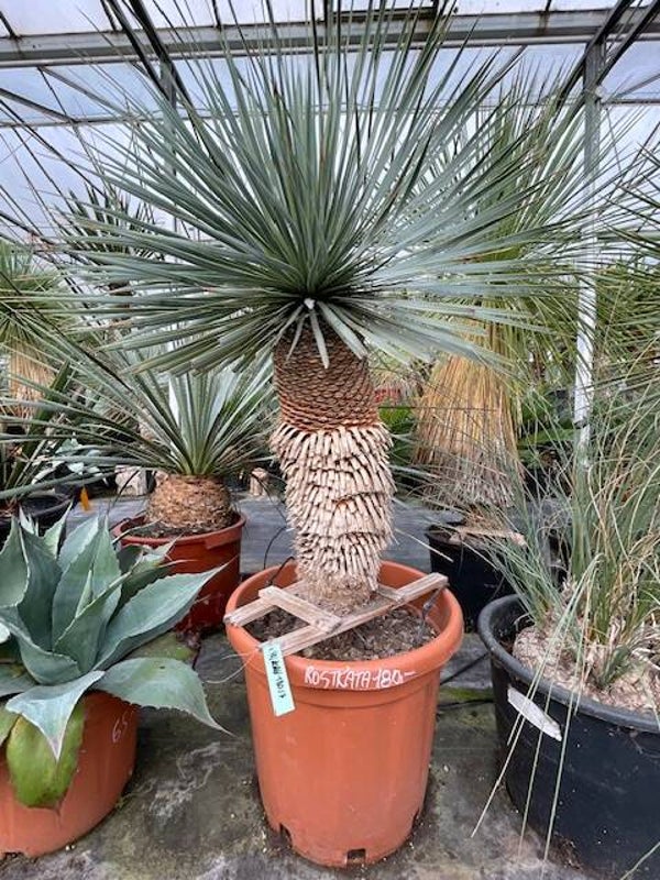 Yucca rostrata - stam 60 cm