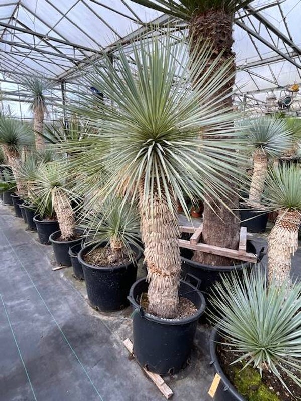 Yucca rostrata - stam 95 cm