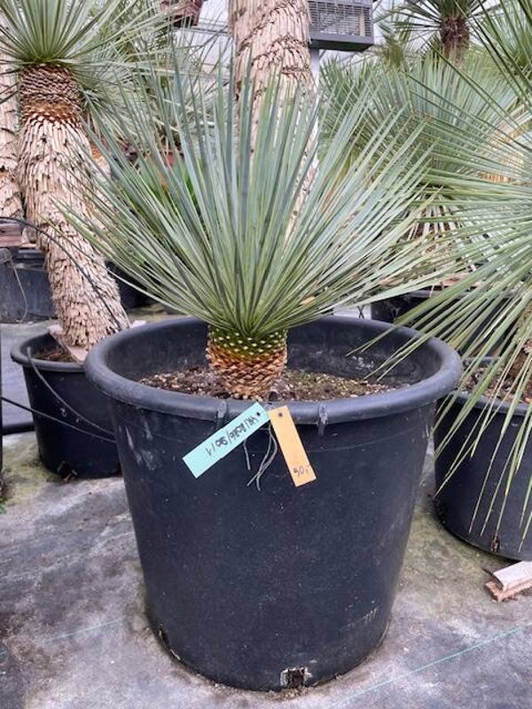 Yucca rostrata - stam 15 cm