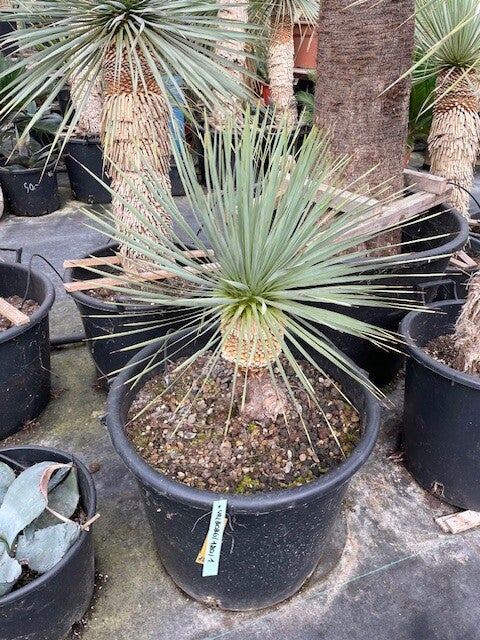 Yucca rostrata - stam 25 cm