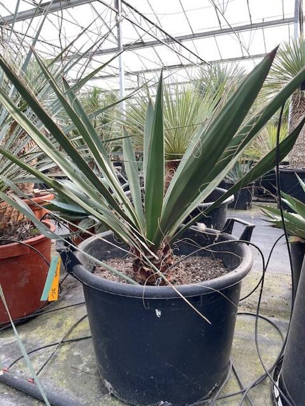 Yucca faxoniana