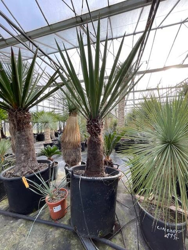 Yucca faxoniana
